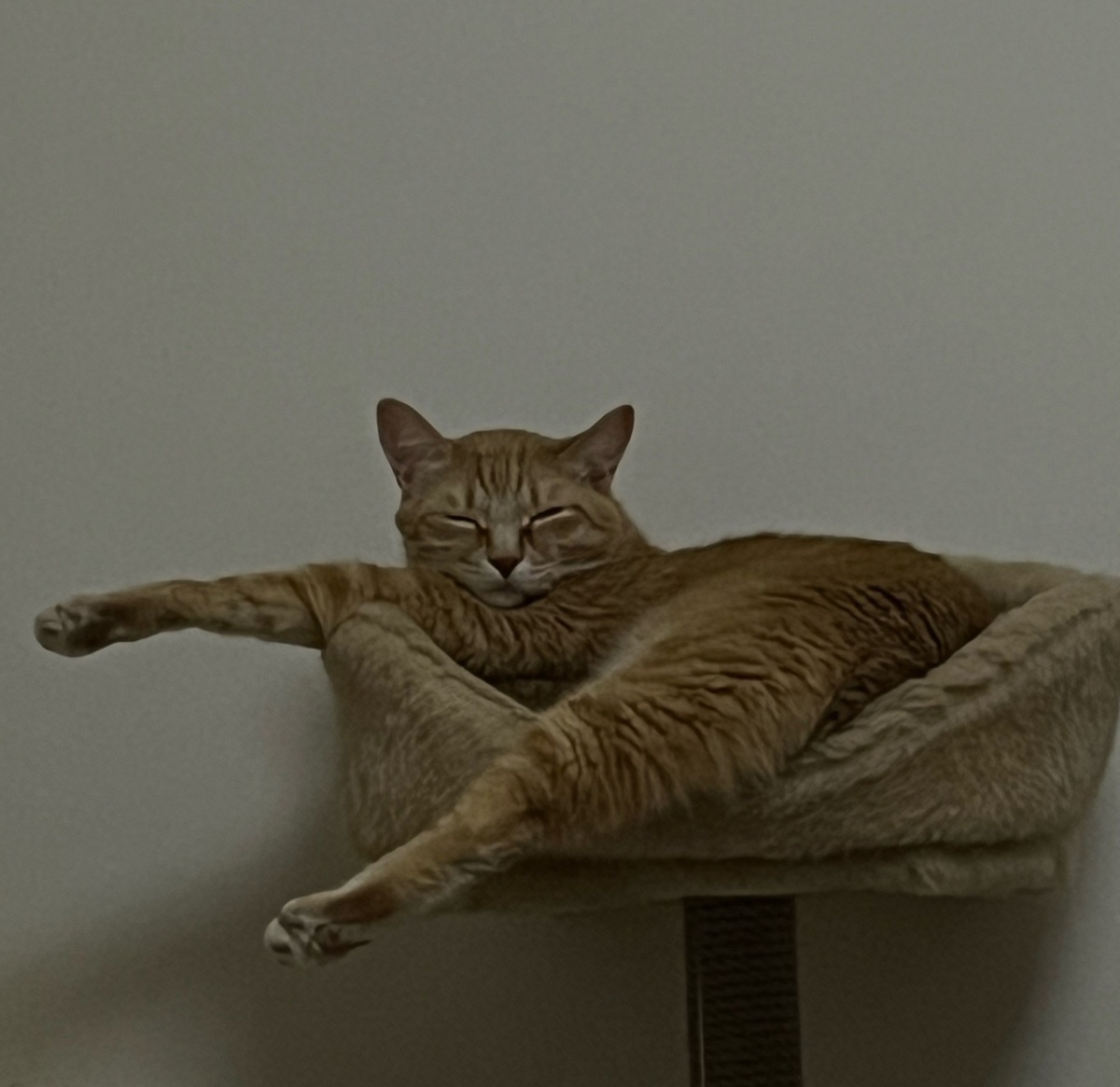 Симба. У него нет хейтеров)