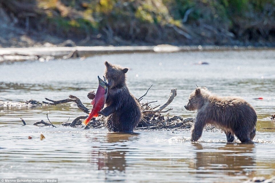Медвежата и рыба