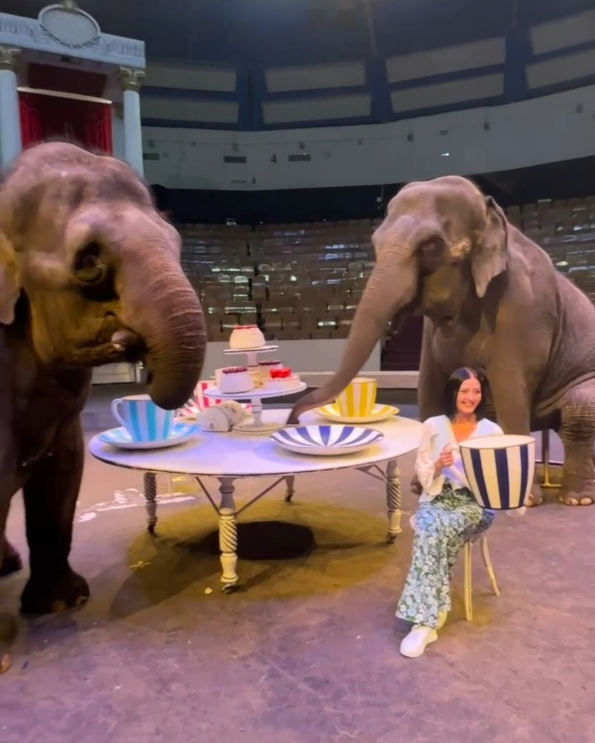 Чаепитие со слонами