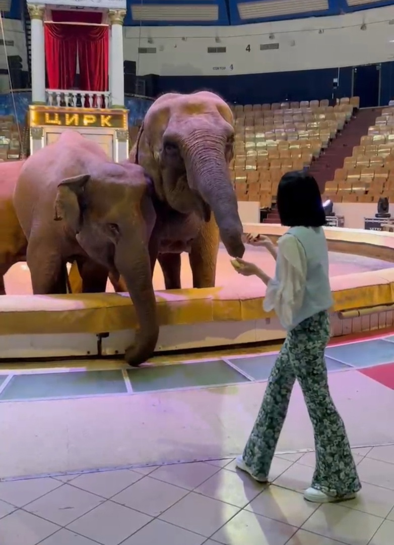 За день слон съедает 150 килограммов пищи, в рационе - сено, фрукты, овощи и каши