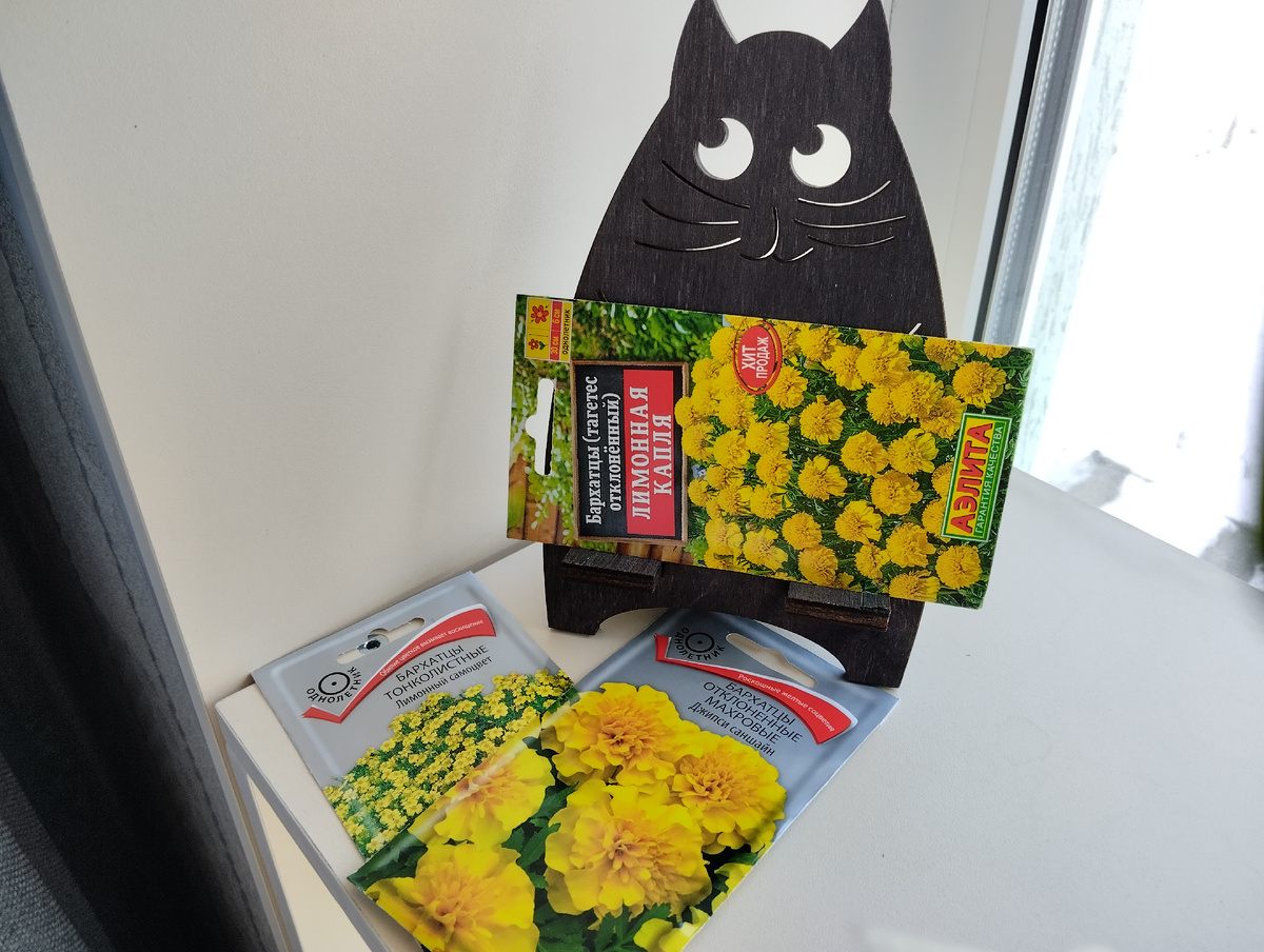 Виноватый Кот представляет бархатцы!