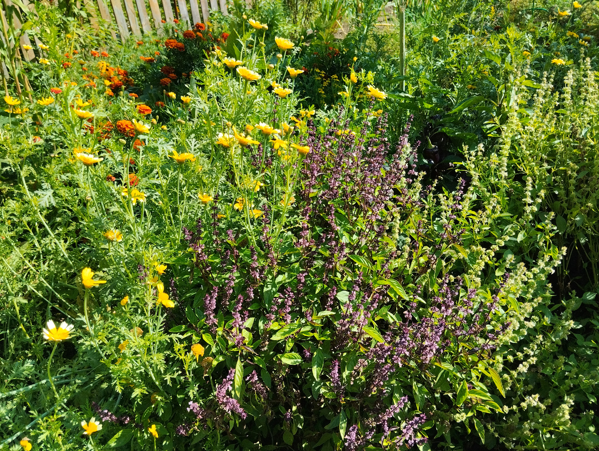 Бархатцы и овощная хризантема