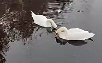    Лебедей поселили на местном озере в 2024 году