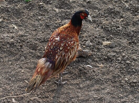    // фото: официальный портал Правительства Ростовской области