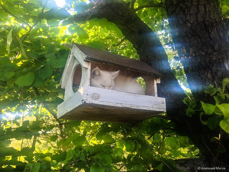 Маруся в птичьей кормушке.