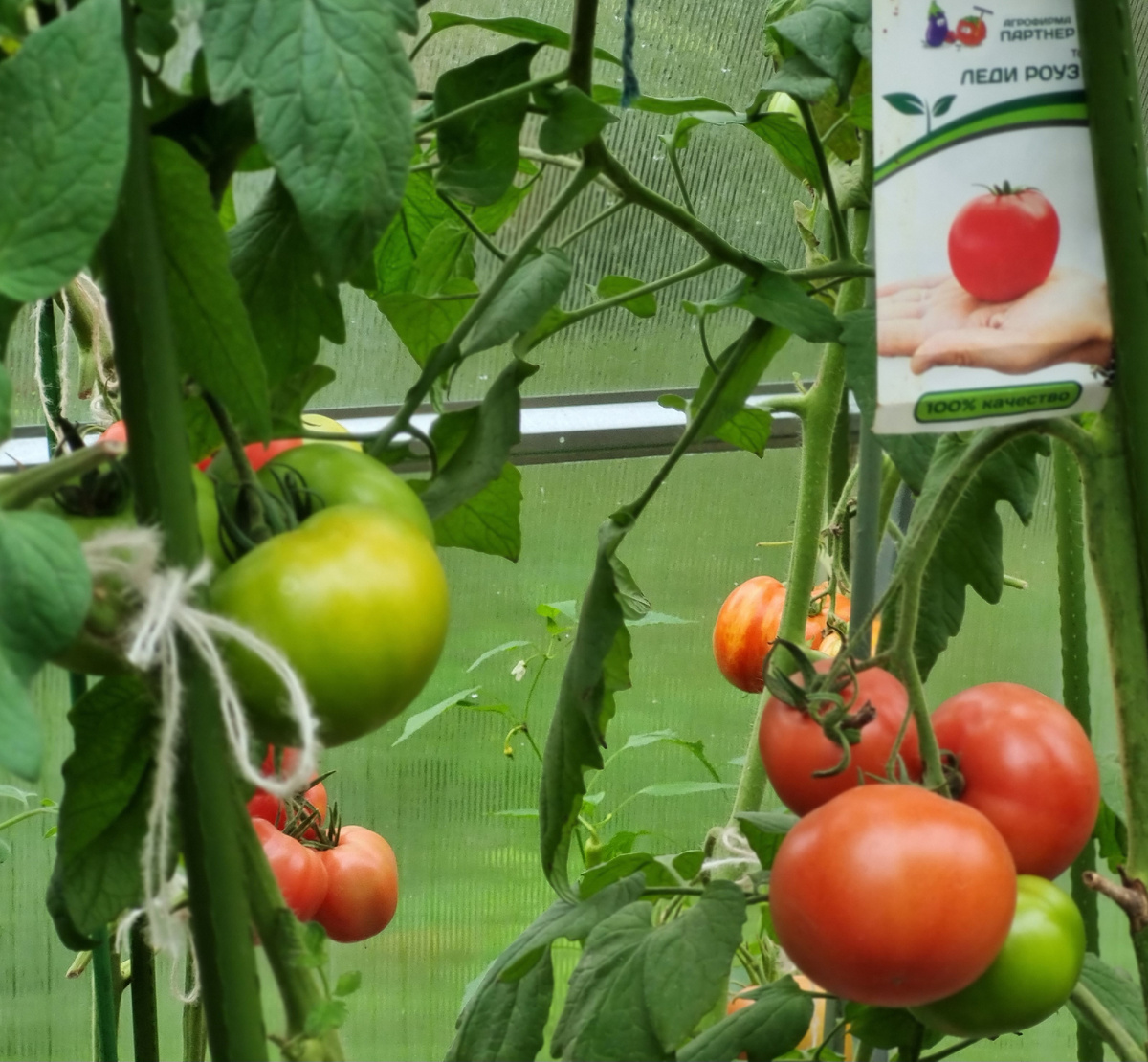 Фото автора. Сверху стебель направила вдоль крыши теплицы.