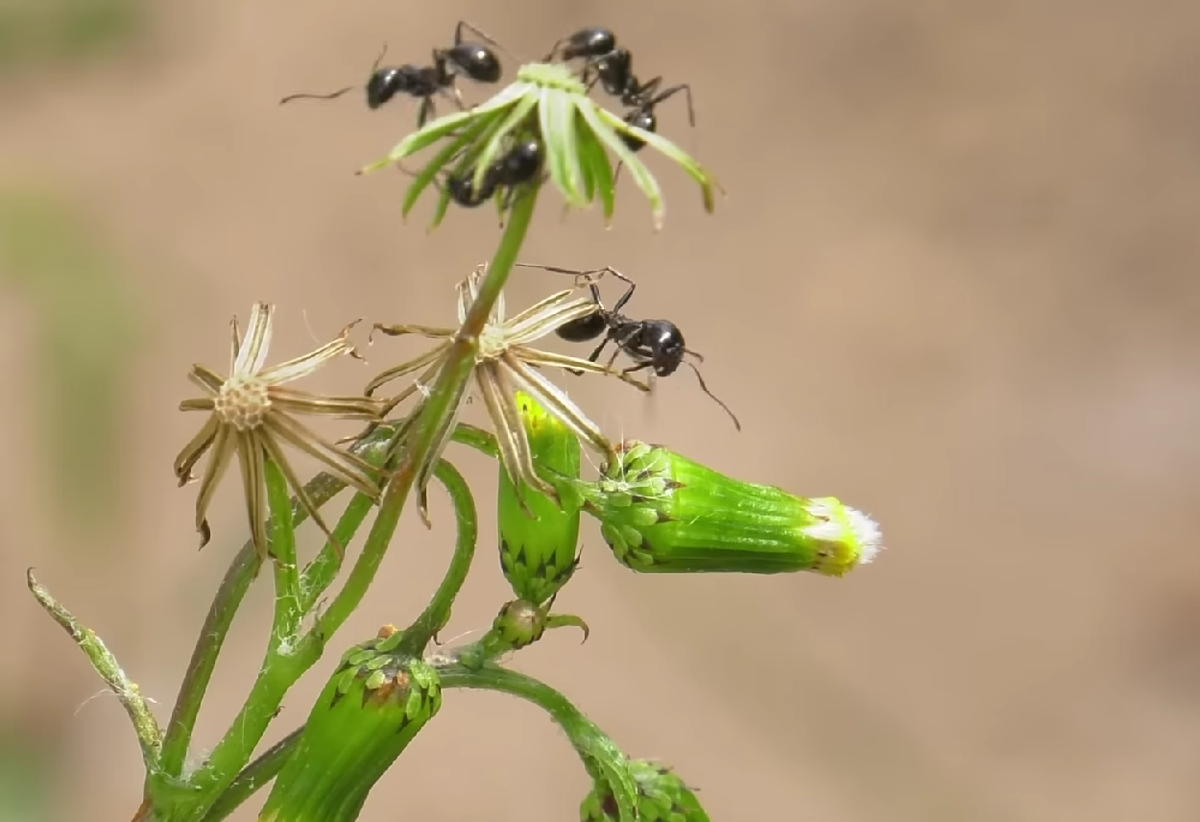 Муравьи и тля на огороде