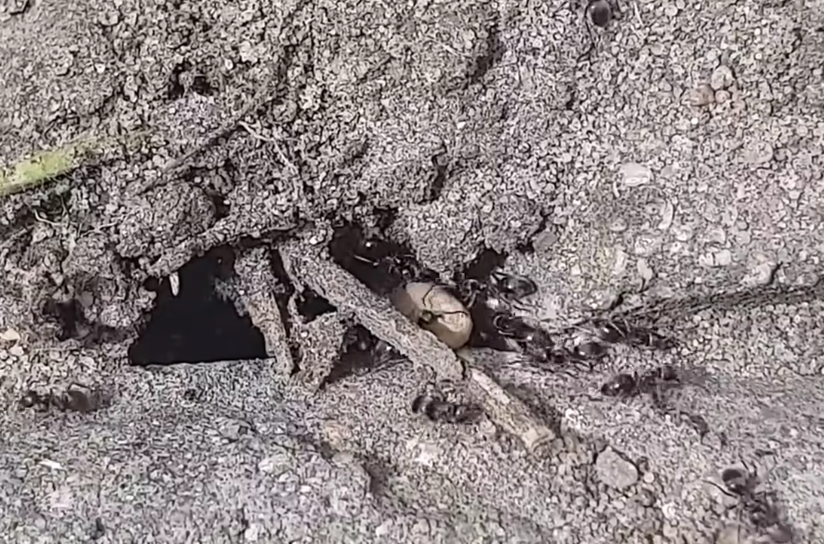 Муравейник