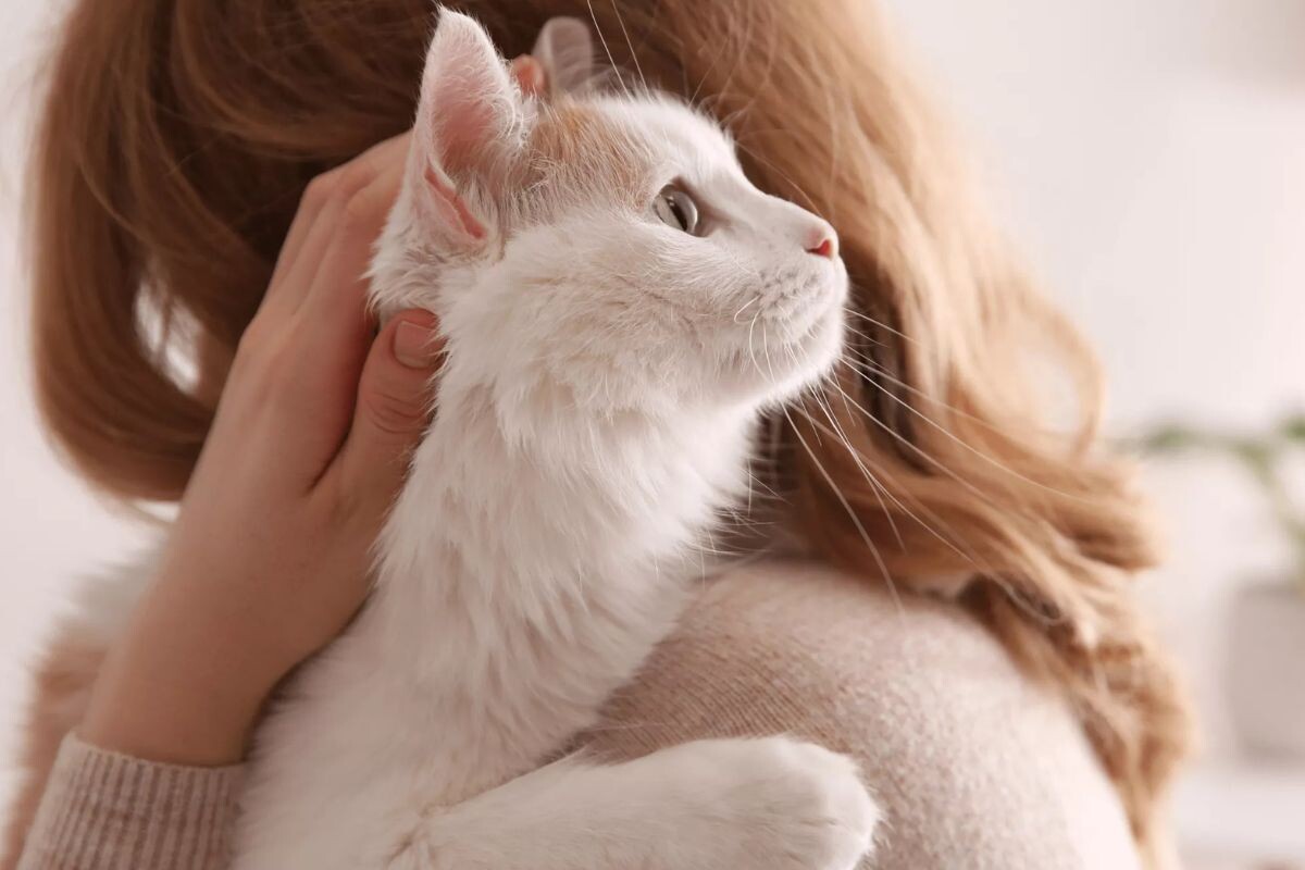 Как понять, что кошка глухая