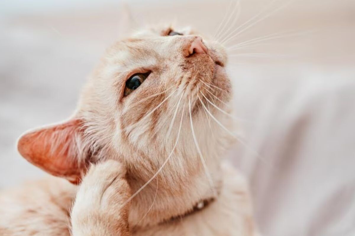 Глухота у кошек 