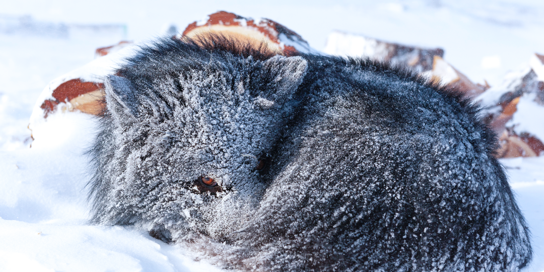 «Выжил в страшную пургу только благодаря ей»: на что способны ненецкие лайки