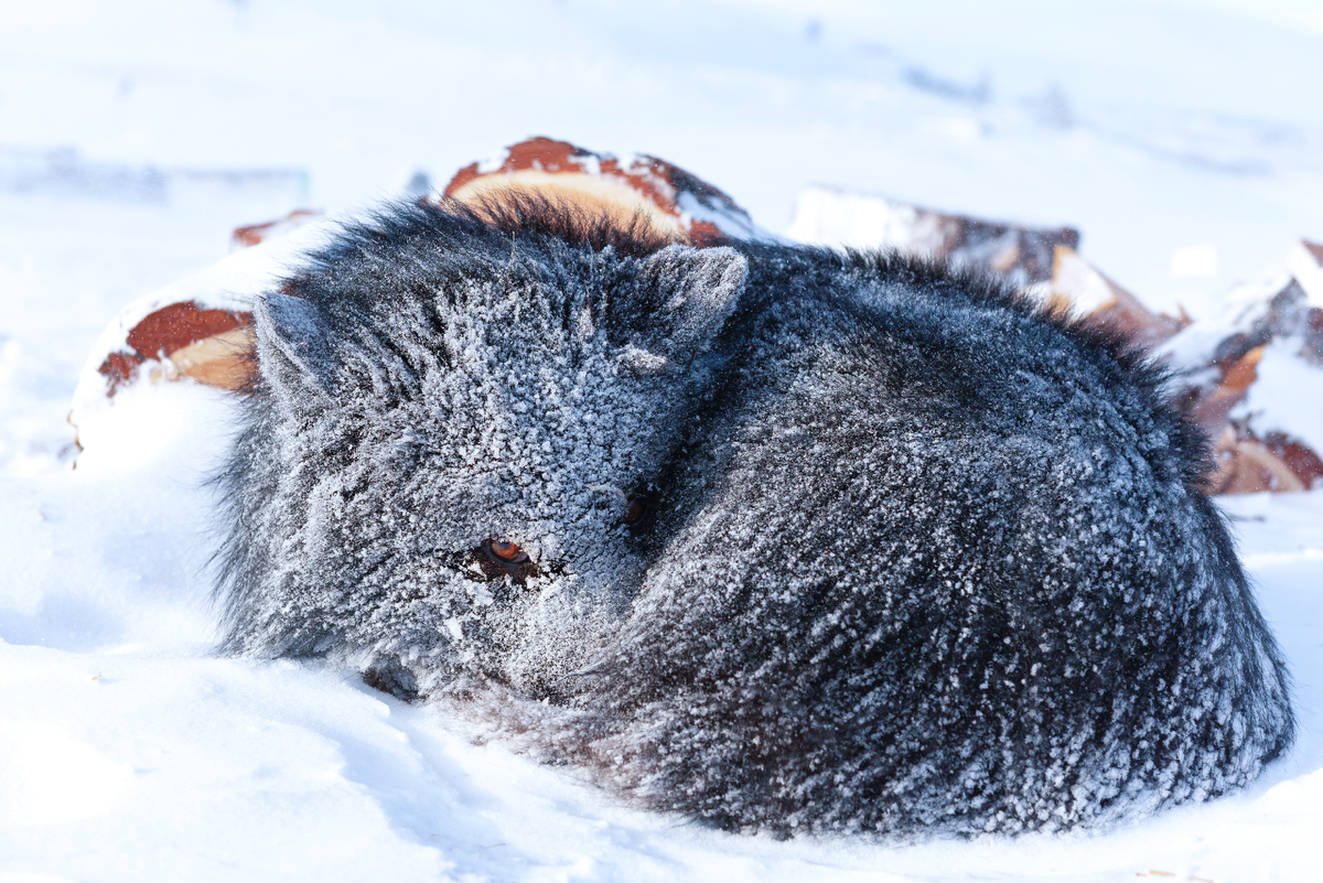 Фото: longtaildog/Shutterstock/Fotodom