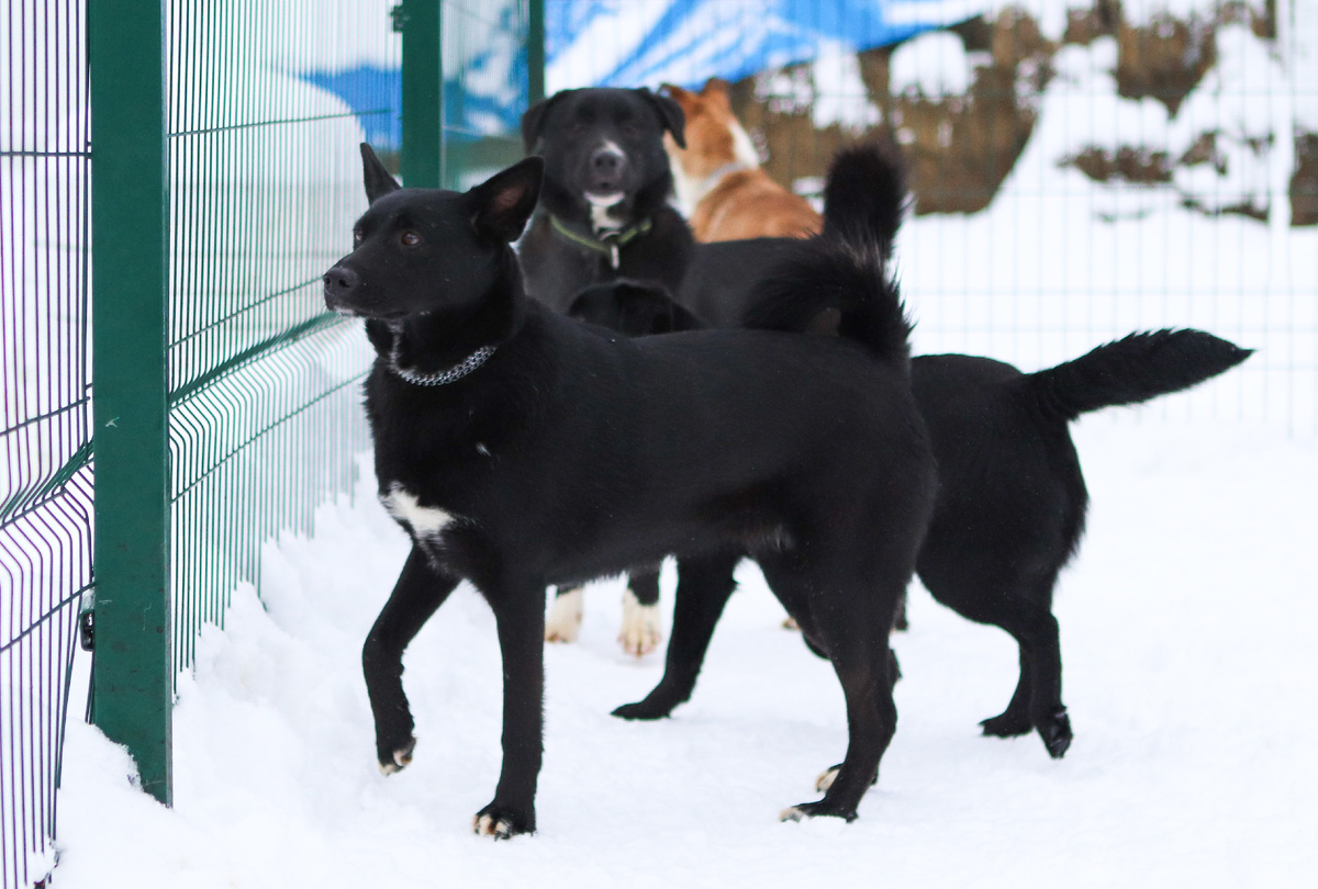 Наверное черный цвет отпугивает людей?