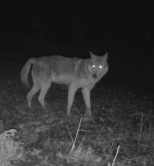    Фото: t.me/gbu_kk_krasnodarkraioxota