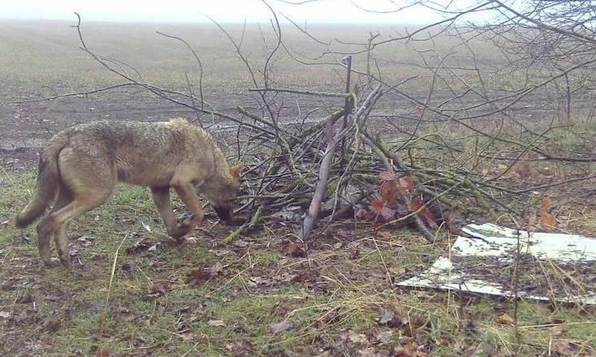    Фото t.me/gbu_kk_krasnodarkraioxota