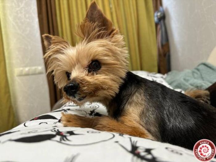 Источник фото: кадр/ Книга рекордов России/ knigarekordovrossii.ru