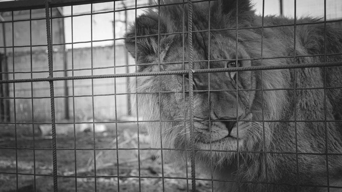     Источник: novostivolgograda.ru