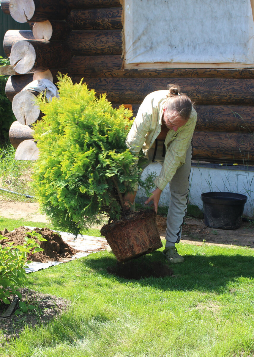 при погружении в посадочную яму корневой ком не распадается даже после прорезания, это говорит о долгом пребывании растения в горшке (лето 2020)