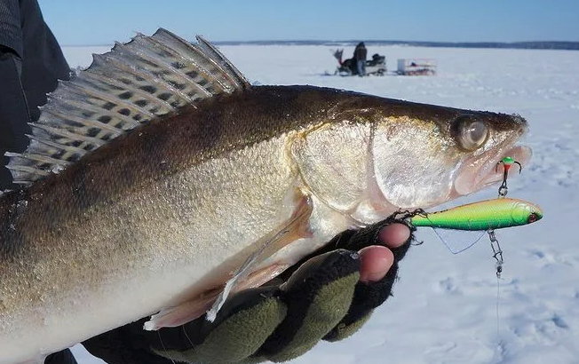 Судак пойманный на виб. Источник фото spinningline.ru