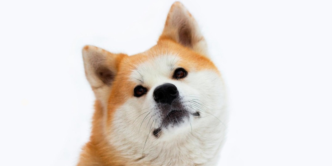 Собаки-однолюбы: 10 пород, которые выбирают одного хозяина