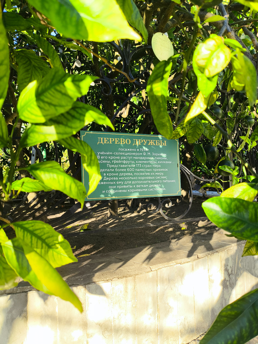 На ветвях сотни памятных табличек-жетонов