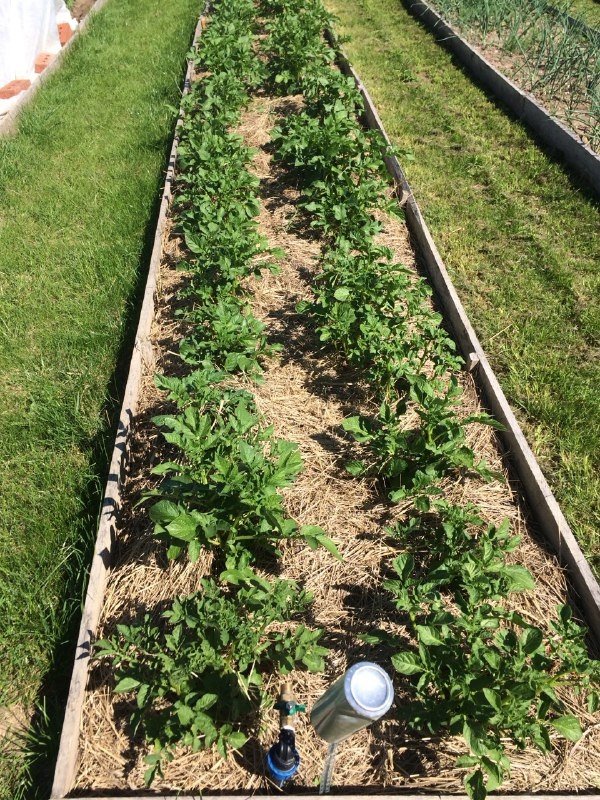 Мульчирование картофеля