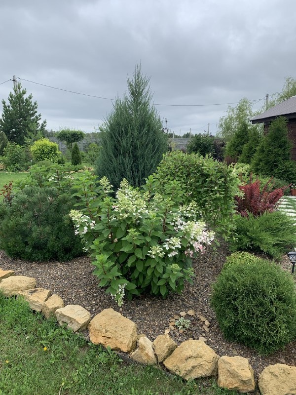 Миксбордер в нашем саду под галечной отсыпкой