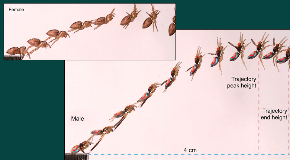   N + 1; Ajay Narendra et al. / Journal of Experimental Biology, 2025