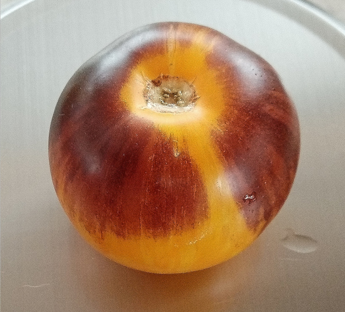 Фото автора. Плод сорта Полосы былого.