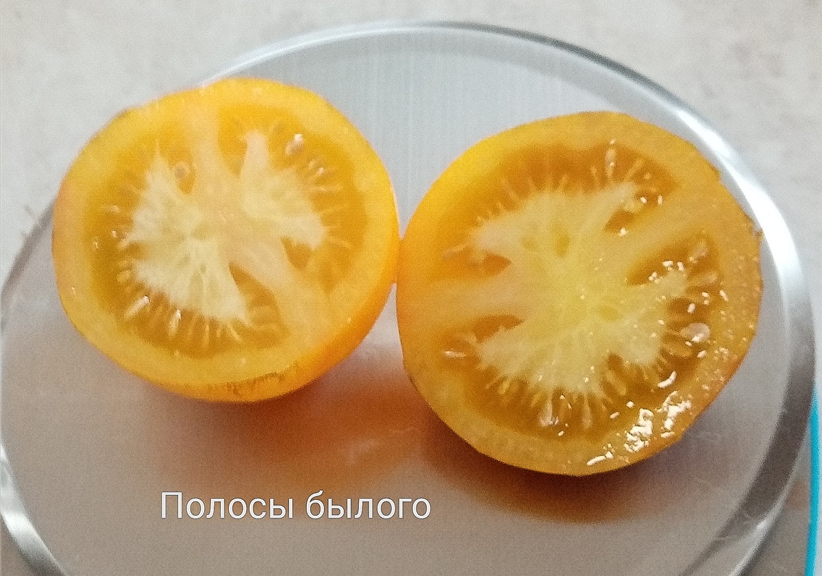 Фото автора. Плод сорта Полосы былого в разрезе.