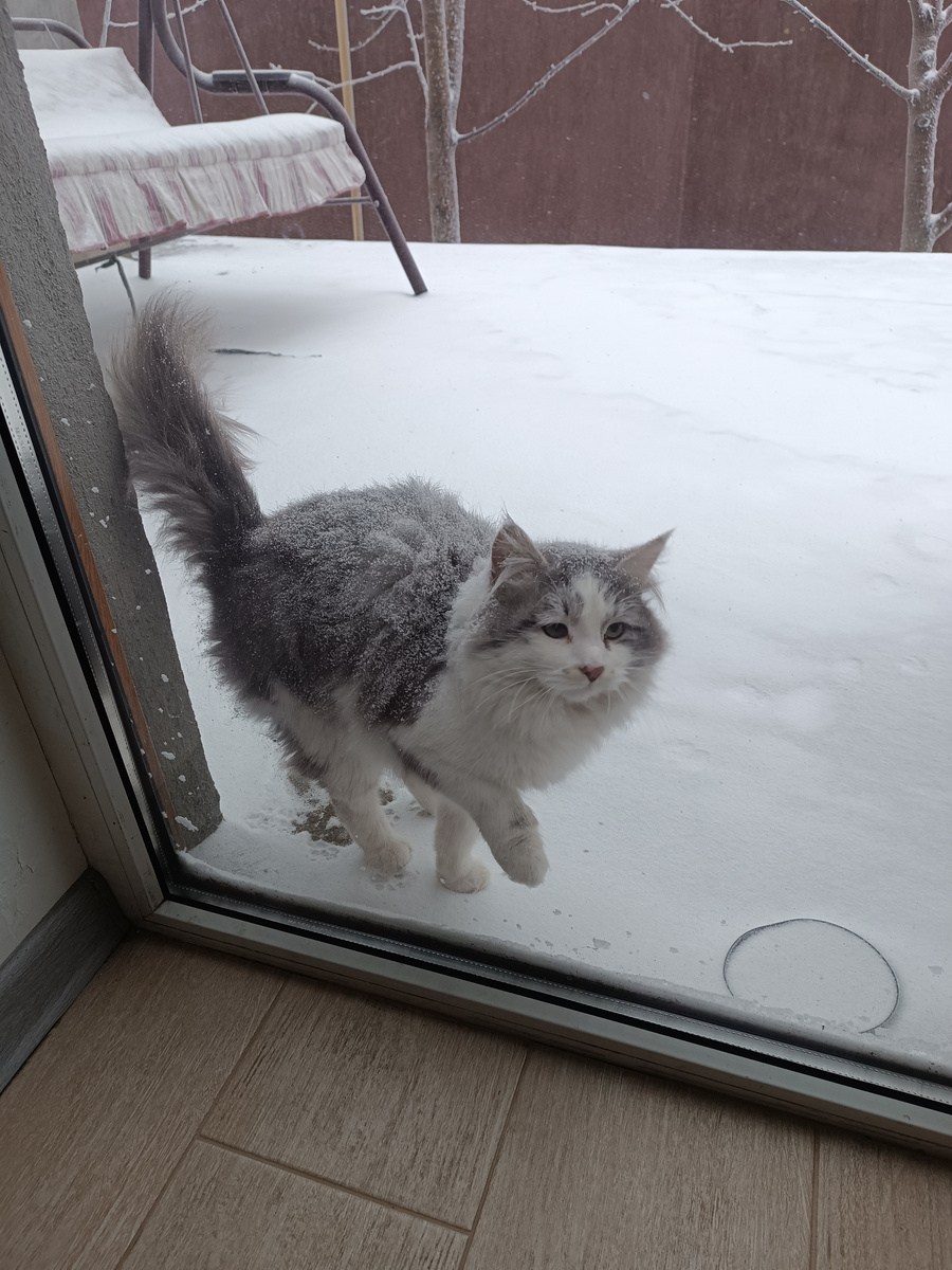 Замерзла Ряженка, кошка не наша, но очень часто прибегает полакомиться чем-нибудь вкусным. Отказать не могу, потом нахожу сюрпризы - благодарности по всему участку. Особенно, по весне.))