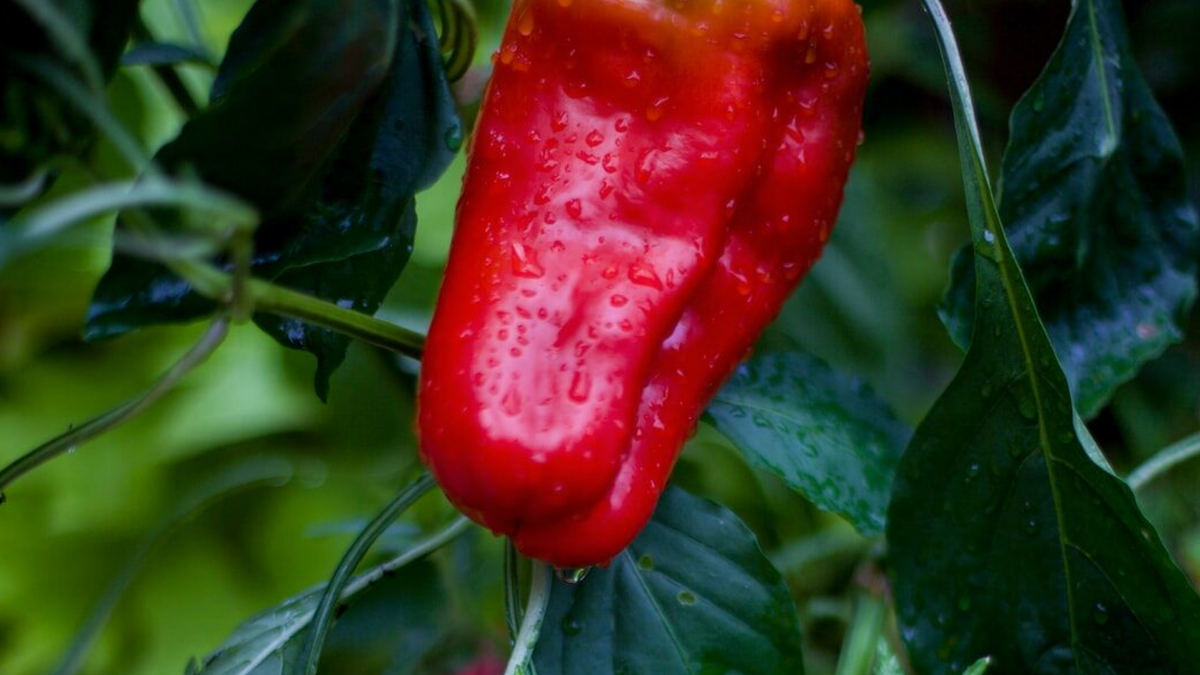 Перец на грядке