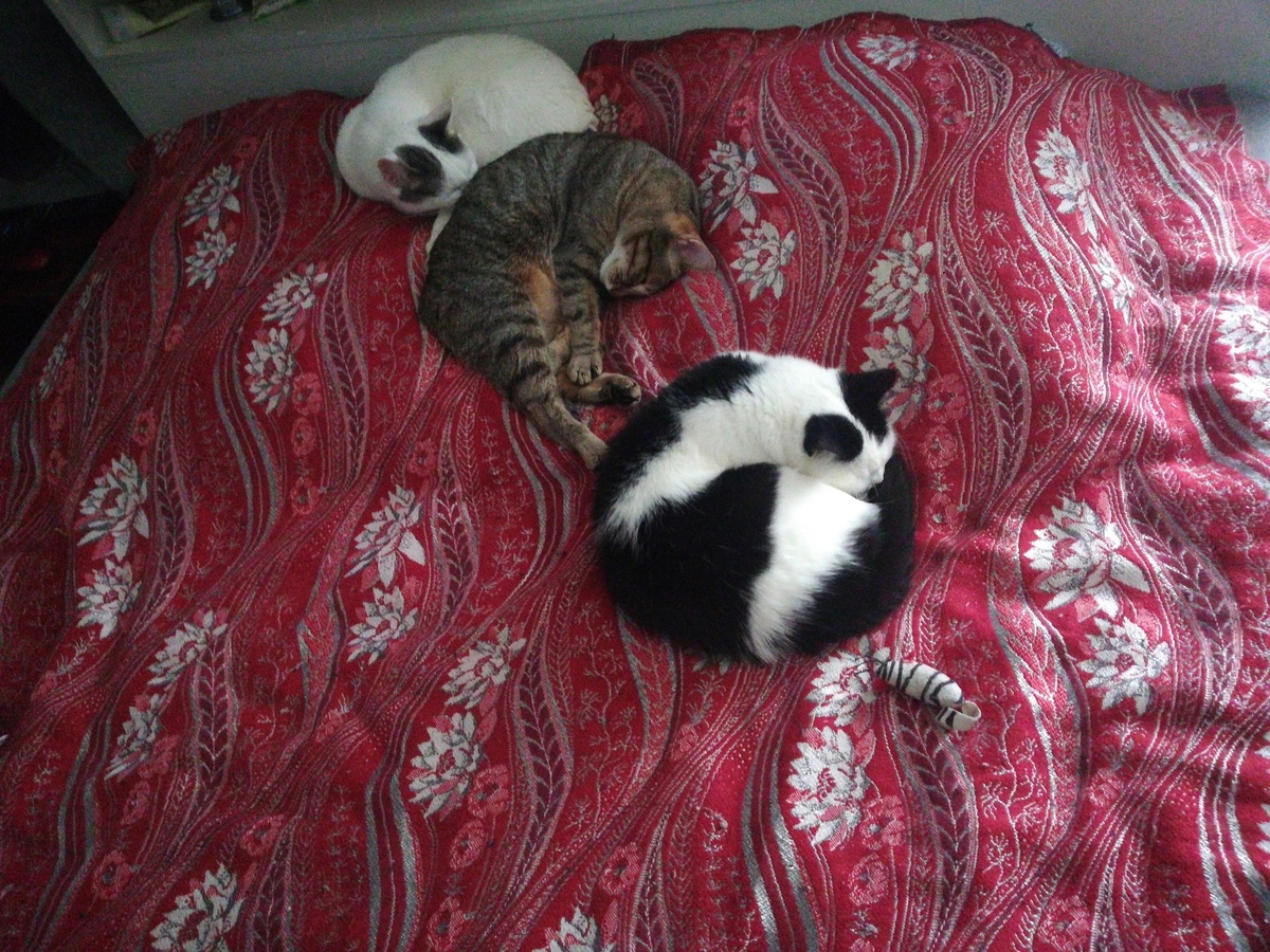 Гуся, Саня и Басё