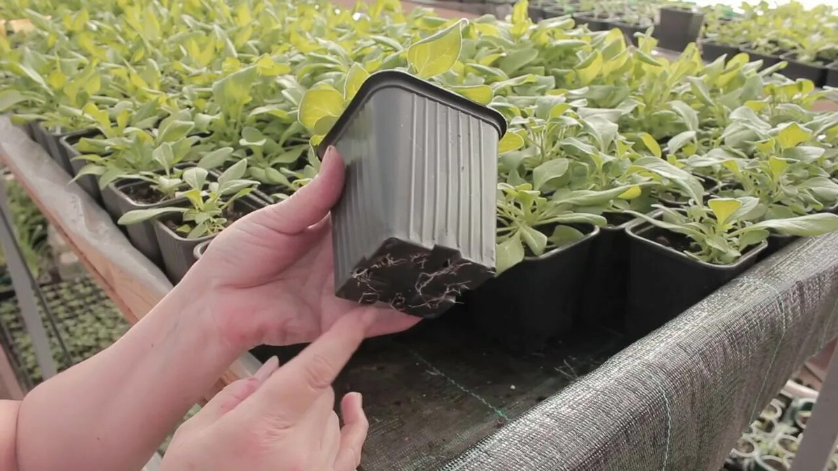 Ссылка на изображение: https://i.ytimg.com/vi/DPjxG0nqBII/maxresdefault.jpg