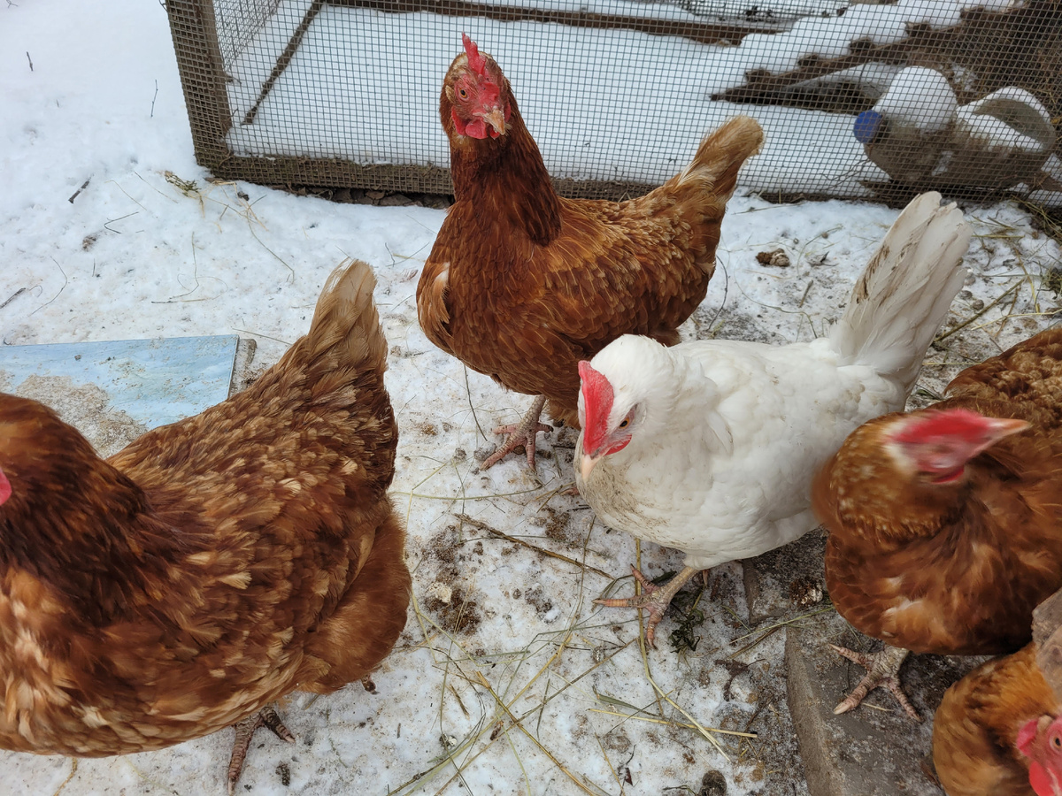 Наши красотки