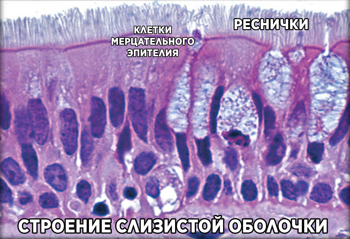 Верхний слой слизистой - мерцательной эпителий. Это клетки, которые покрыты ресничками. Реснички колышутся в слое слизи, тем самым продвигая её и не давая вирусам осесть и подобраться к клеткам, спрятанным под слизью.