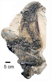 Beipiaosaurus inexpectus, экземпляр (STM 31-1)