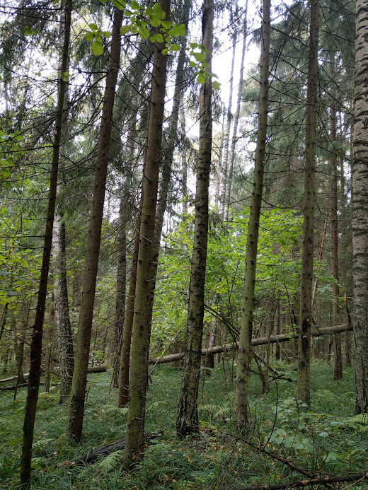 Мои родные и любимые места