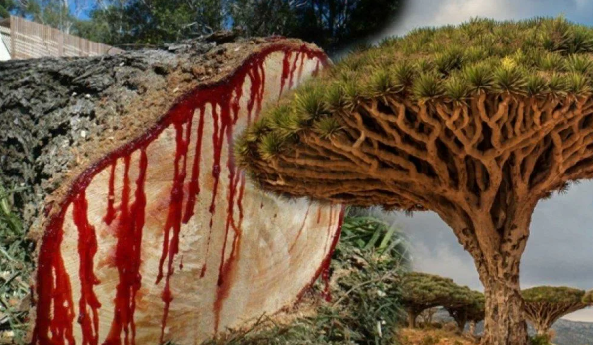 драконово дерево в разрезе