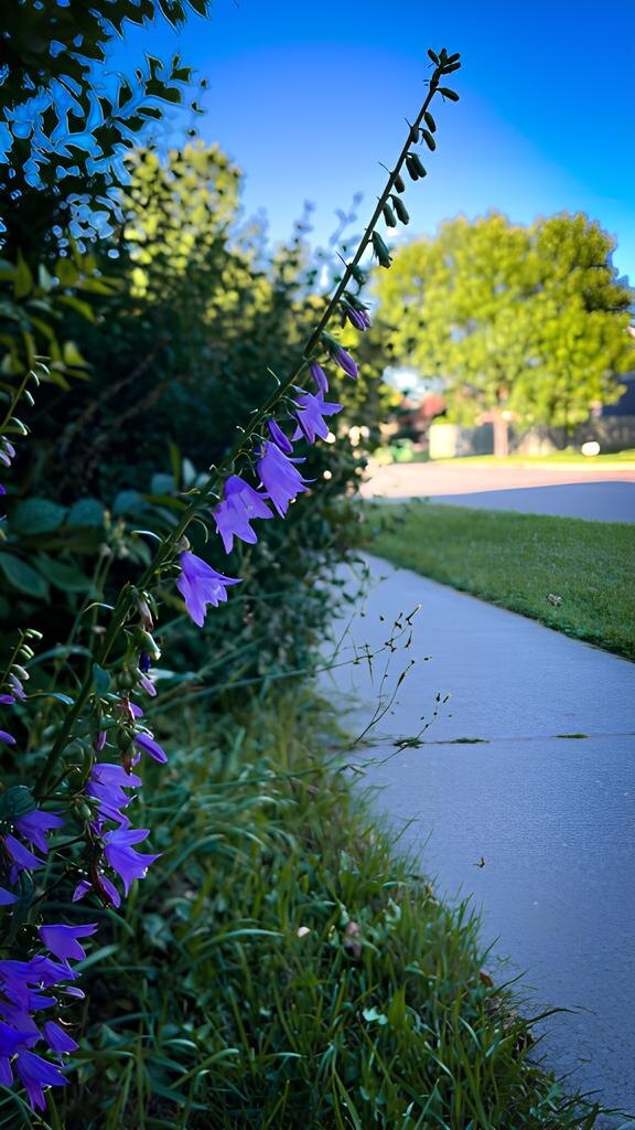 Колокольчик полевой, да растёт не в поле. Фото Островской Елены.