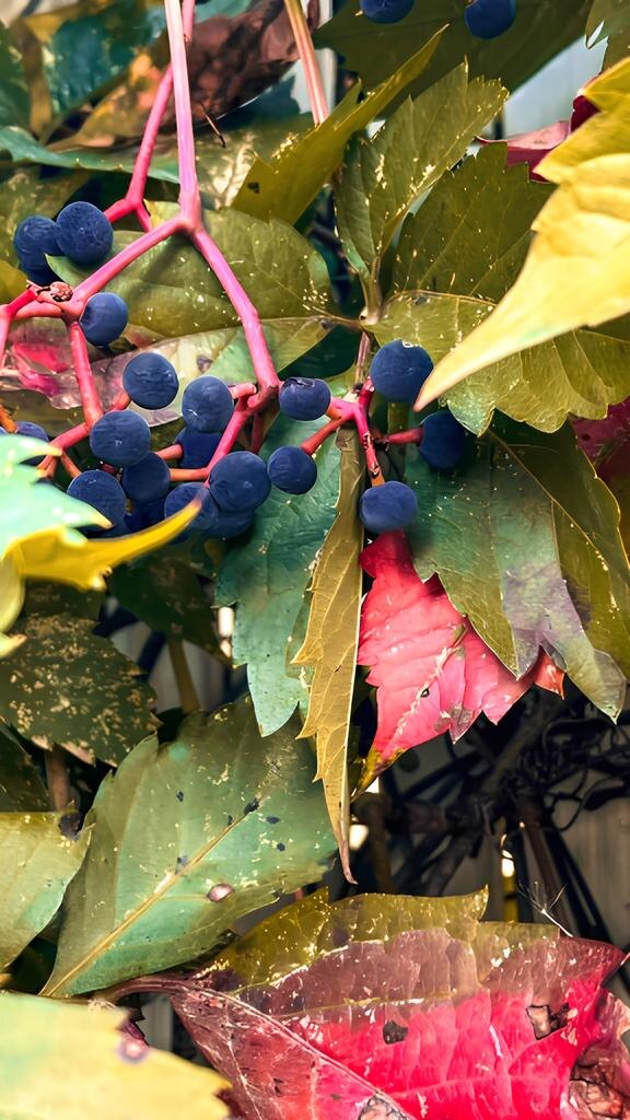 Листики да ягодки... Фото Островской Елены.