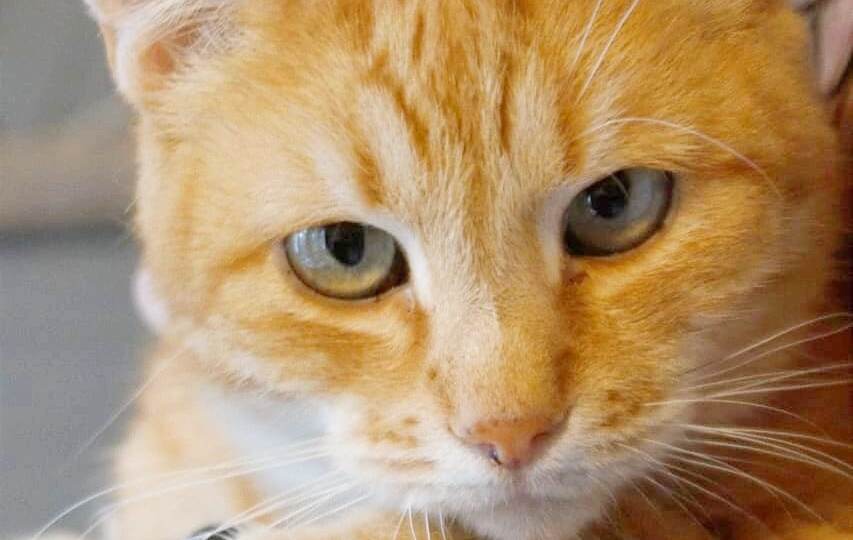 ❗ДОМА❗Лёву подбросили к месту кормления бездомных кошек.