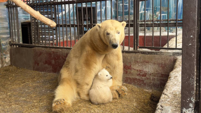    Сайт губернатора и Правительства Пермского края