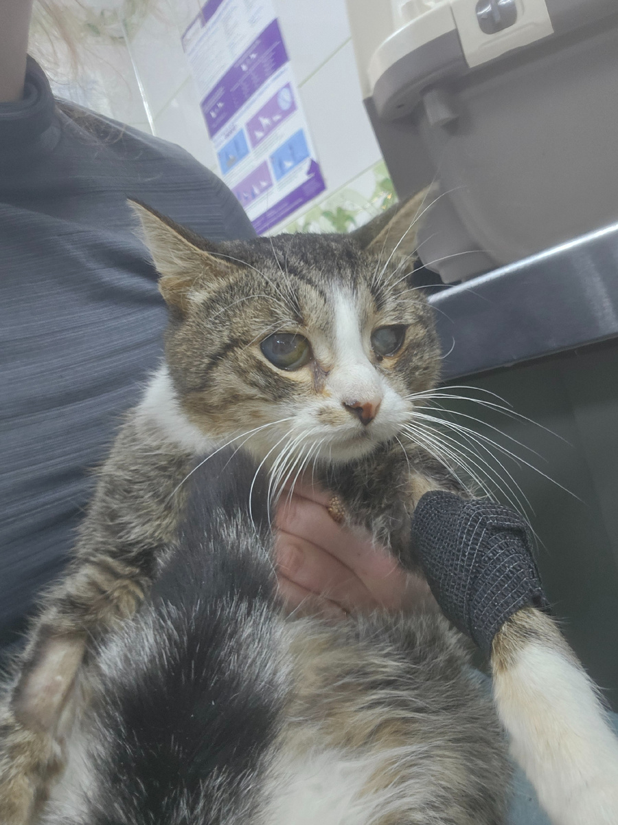 Фото автора. Арашик.