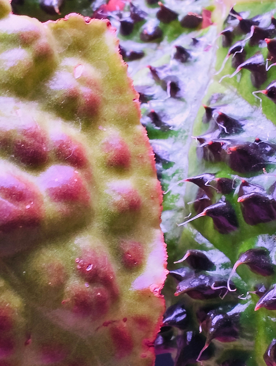 Листики бегоний. Справа - Меланобулата, слева - Ражда