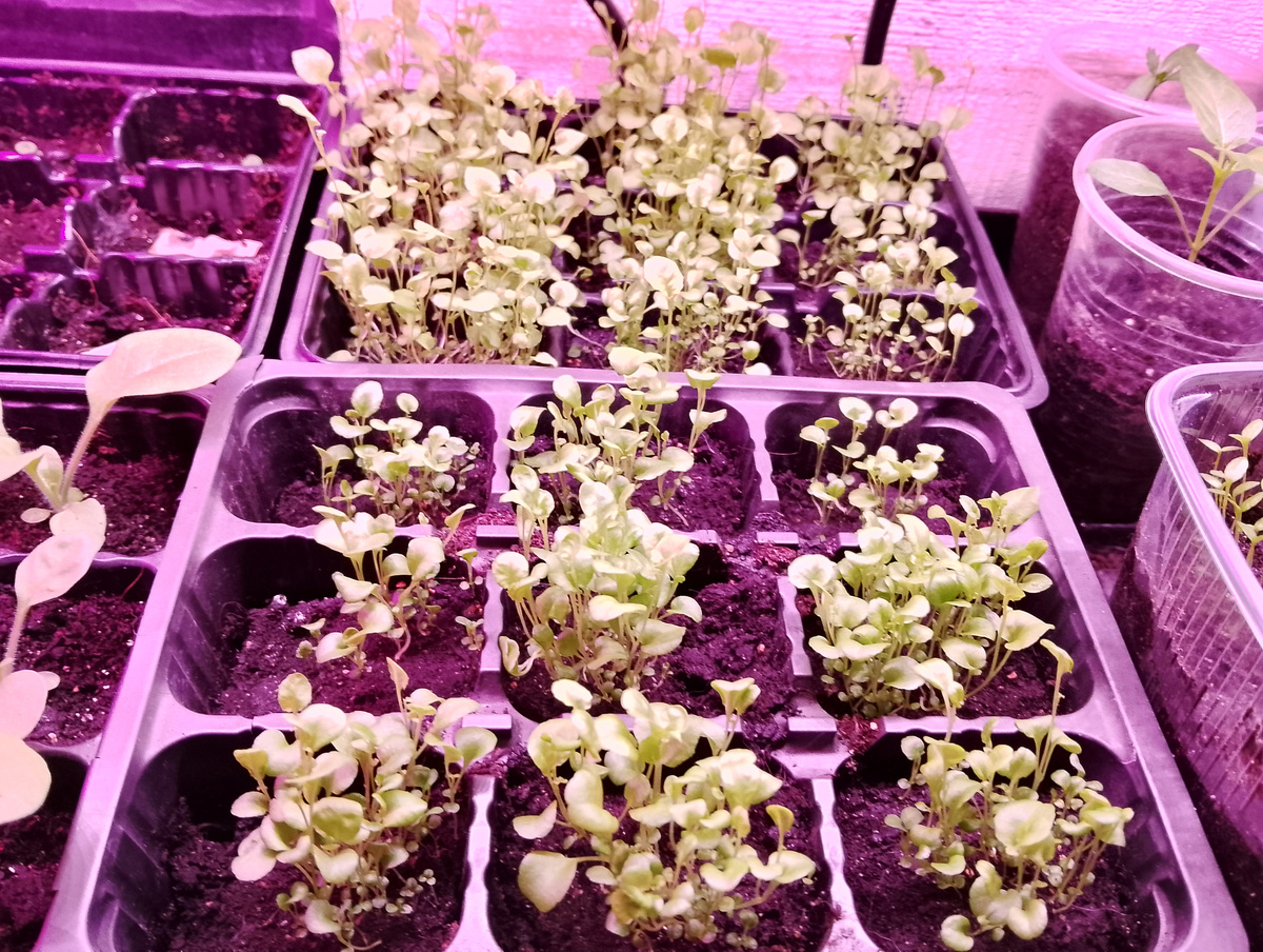 Лобелия Розамунда которая подальше