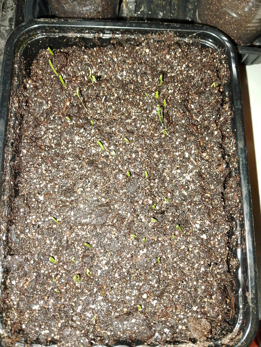 Лук Порей Жираф