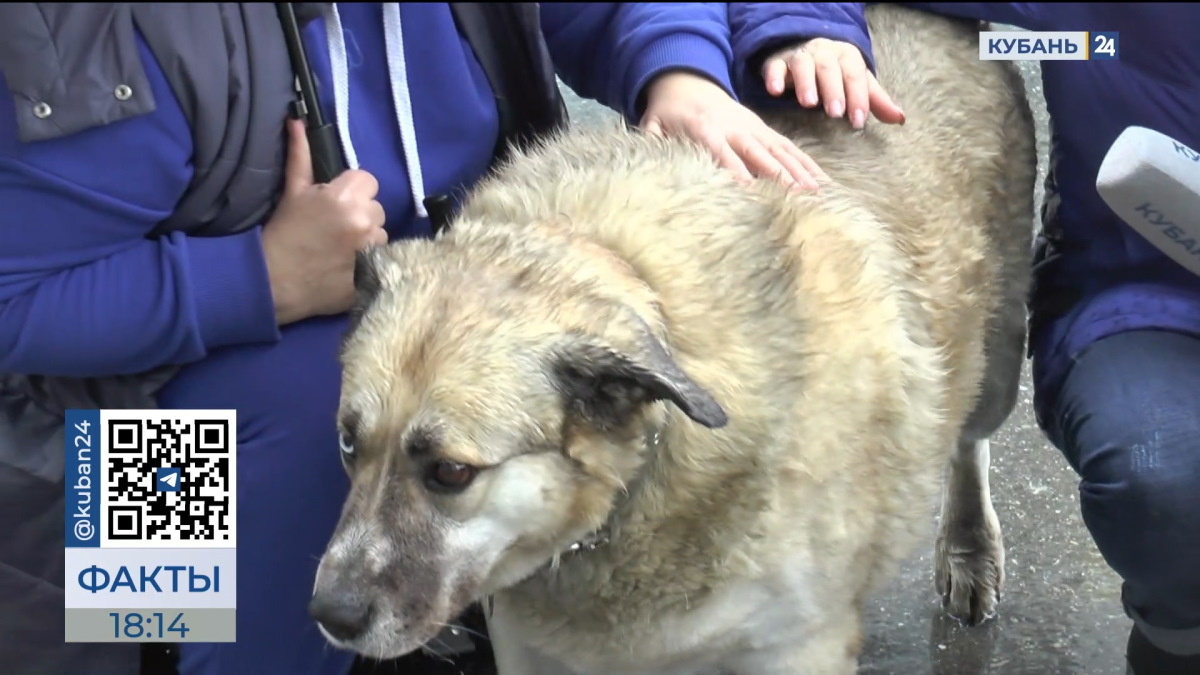    Видео канала «Кубань 24»