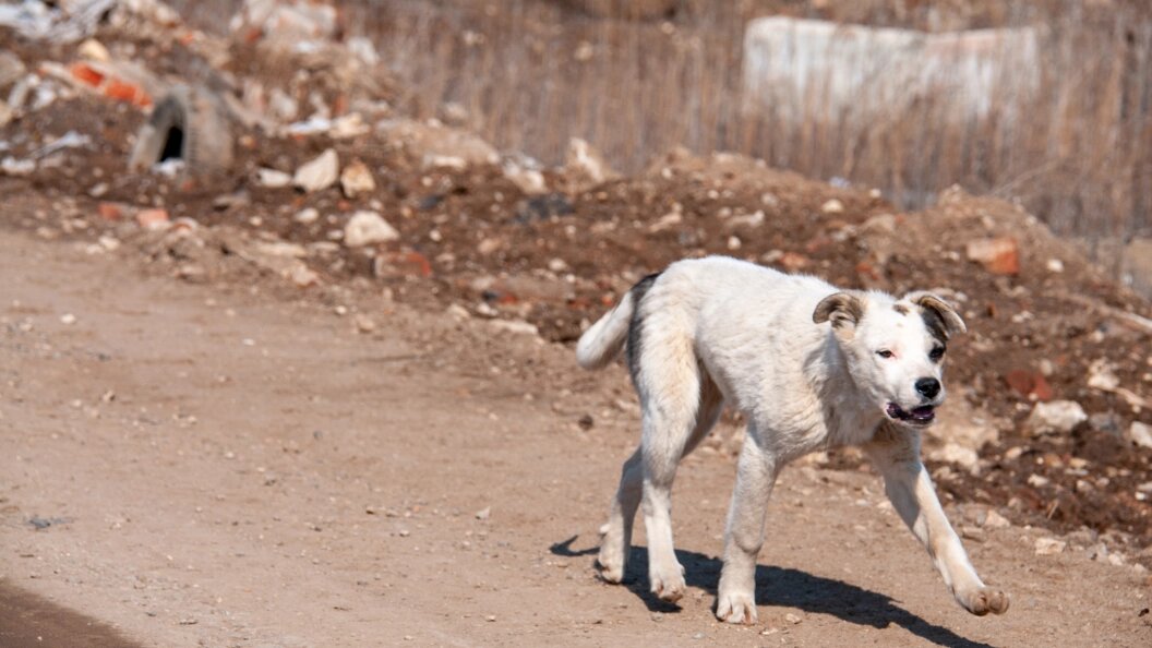    Svetlana Vozmilova/Globallookpress