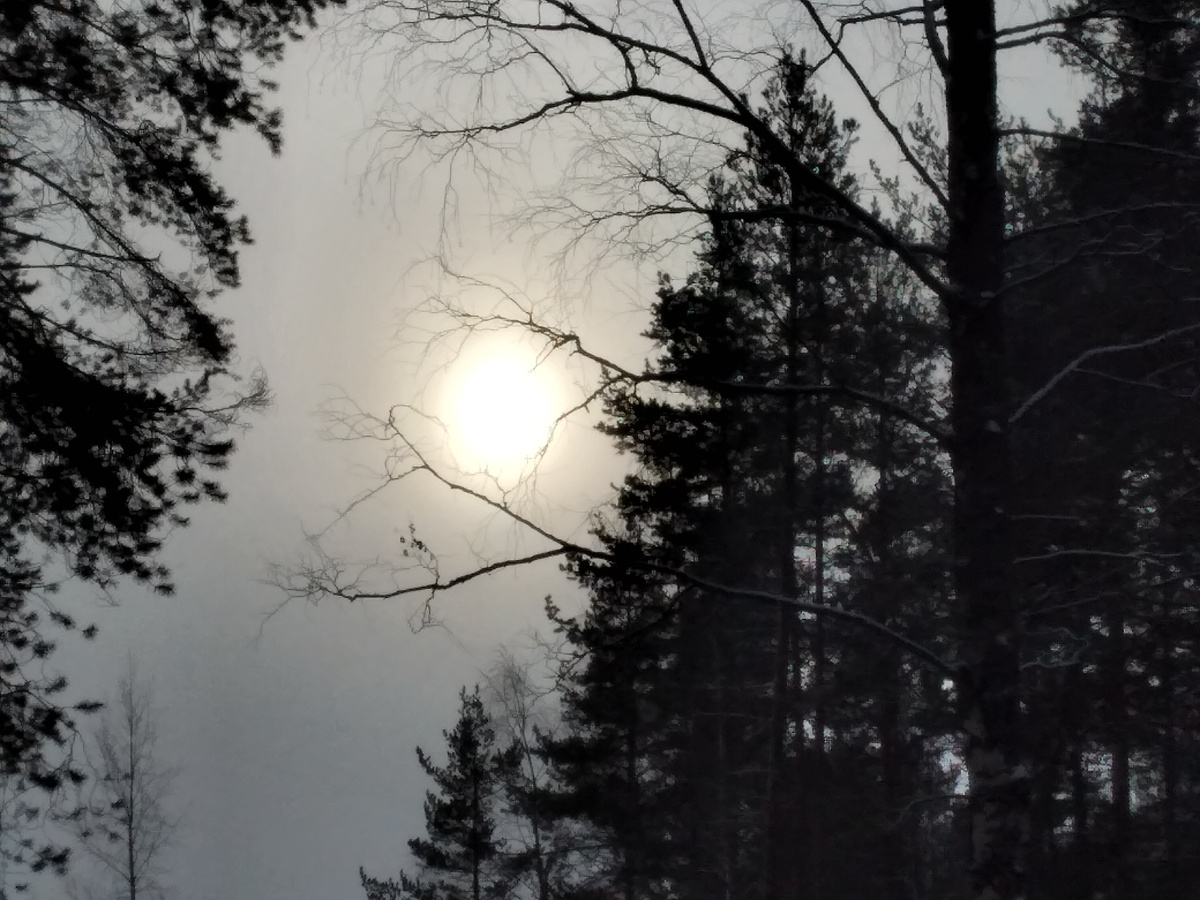 фото автора (Ветви дерева, как руки обнимают солнышко на небе)